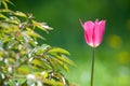 Spring landscape, tulips in a flowerbed of the city. Tulip in th