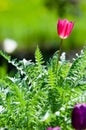 Spring landscape, tulips in a flowerbed of the city. Tulip in th