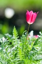 Spring landscape, tulips in a flowerbed of the city. Tulip in th