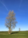 Spring landscape with two trees in green field, Minimalistic composition and copy space