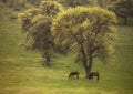 Spring landscape with two wild horses and blooming Royalty Free Stock Photo