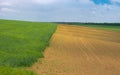 Spring landscape with wavy wheat field next to sunflower one Royalty Free Stock Photo