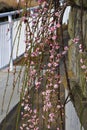 Weeping plum blossoms