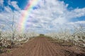 Spring landscape with white flowers and rainbow