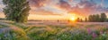 spring landscape of wildflowers at sunset background.