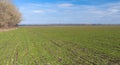 Spring landscape with winter crops Royalty Free Stock Photo