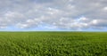 Spring landscape with winter crops and sky Royalty Free Stock Photo