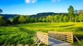 Spring Landscape with A Wooden Bridge, A Meadow of Yellow Buttercups and Green Trees in The Sunshine Royalty Free Stock Photo