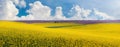 Spring landscape with a yellow field of blooming rapeseed and a picturesque blue sky with white curly clouds Royalty Free Stock Photo