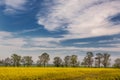 Spring landscape. Yellow fields of blooming rapeseed, young spring trees and the sky Royalty Free Stock Photo