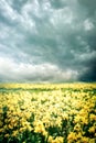 Spring landscape with yellow flowers narcissus Royalty Free Stock Photo