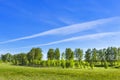 Spring landscape with a young birch grove