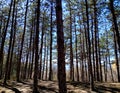 Spring landscapes of a pine forest on a beautiful sunny day with tall pines. Natural landscape in the rays of the sun Royalty Free Stock Photo