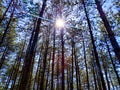 Spring landscapes of a pine forest on a beautiful sunny day with tall pines. Natural landscape in the rays of the sun Royalty Free Stock Photo