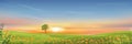 Spring lanscape with morning sky and single tree on green grass fields, Natural farmland with orange flowers and meadow with Royalty Free Stock Photo