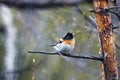 Spring Lapland, Brambling