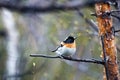 Spring Lapland, Brambling