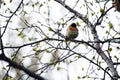 Spring Lapland, Brambling