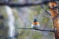 Spring Lapland, Brambling