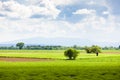 spring lavender field, Plateau de Valensole, Provence, France Royalty Free Stock Photo