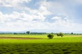 spring lavender field, Plateau de Valensole, Provence, France Royalty Free Stock Photo