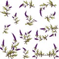 Spring lavender graphic set for your design