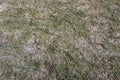 Spring lawn grass affected by grey snow mold Typhula sp. in the April garden