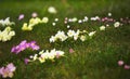 Spring lawn with many blooming pansy and daisy. Royalty Free Stock Photo