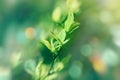 Spring leaf on branch, young spring leaves