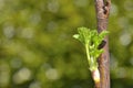 Spring Leaf Buds