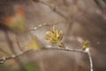 Spring Leaf Buds - New Growth Royalty Free Stock Photo