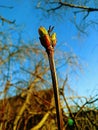 Spring leaf buds off Royalty Free Stock Photo