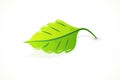 Spring leaf ecology realistic icon logo vector