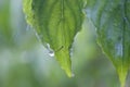 Spring Leaf in the Rain. Royalty Free Stock Photo