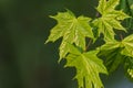 Spring leaf with sunshine with blur background