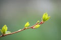 Spring Leaves