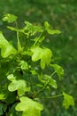 Spring leaves of American Sweetgum tree, also known as American Storax