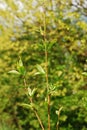 Spring Leaves on Angelino Plum Royalty Free Stock Photo