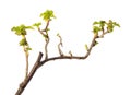 Spring leaves on blackcurrant twig Royalty Free Stock Photo