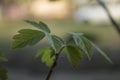 Spring leaves