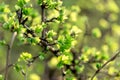 Spring leaves, fresh young leaves on branch Royalty Free Stock Photo