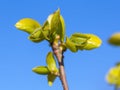 Spring leaves growing from persimmon tree, nature