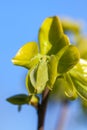 Spring leaves growing from persimmon tree, nature