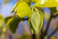 Spring leaves growing from persimmon tree, nature