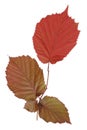 Spring leaves of a hazelnut have a rich red color isolated macro Royalty Free Stock Photo