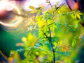 Spring leaves and lens flare Royalty Free Stock Photo