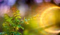Spring leaves and lens flare Royalty Free Stock Photo