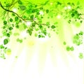 Spring leaves light background