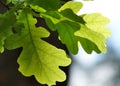 Oak leaves in the sun Royalty Free Stock Photo