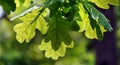 Oak leaves in the sun Royalty Free Stock Photo